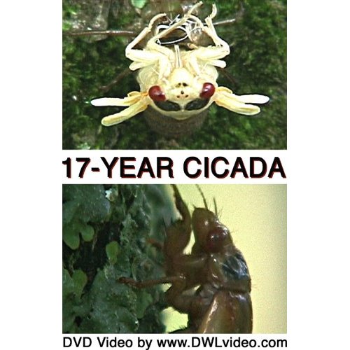 cicada DVD