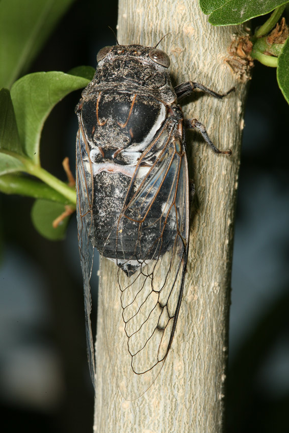 Pictures Of Cicada - Free Cicada pictures 
