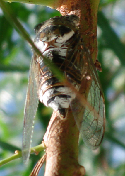 cicada from Cyprus
