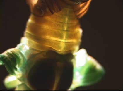 Cicada Heart Pumping