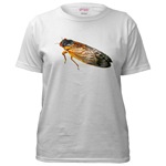 cicada
