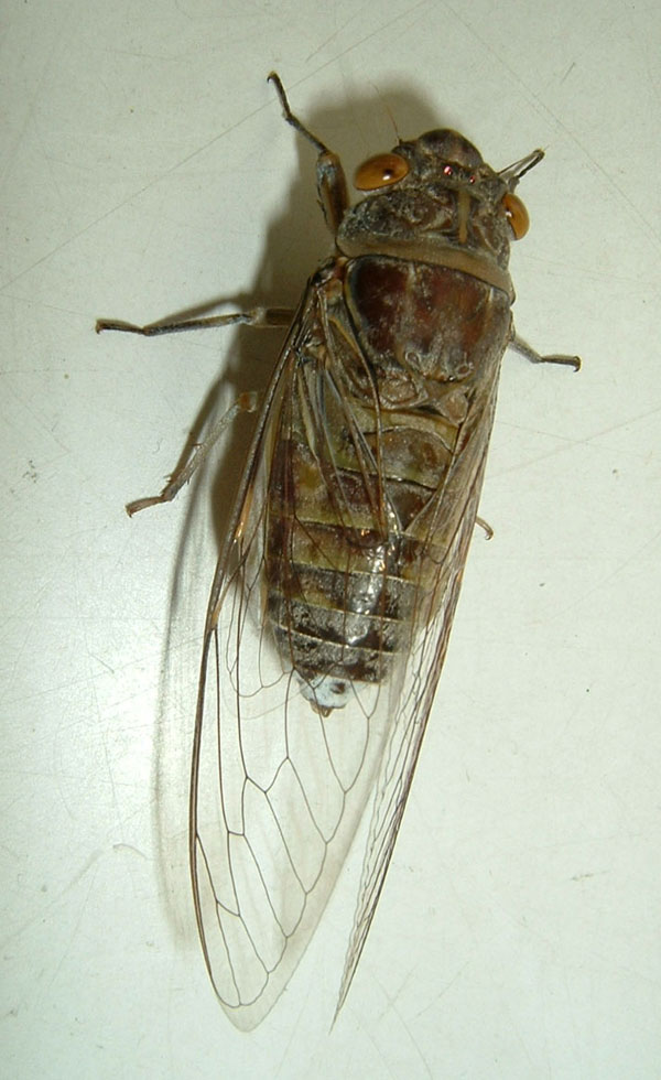 cicada from Bangkok, Thailand