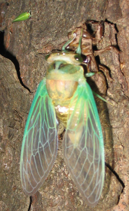 cicada and leaf hopper cicada and leaf hopper