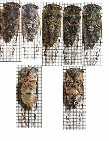 Variation in Tibicen davisi