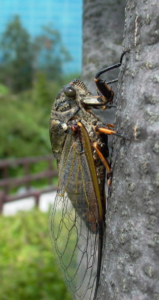 A cicada photo from South Korea