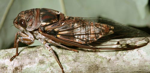 Tibicen figuratus side view.