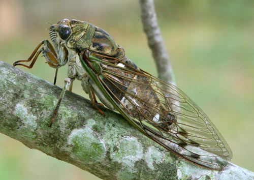 Tibicen pruinosus side view.