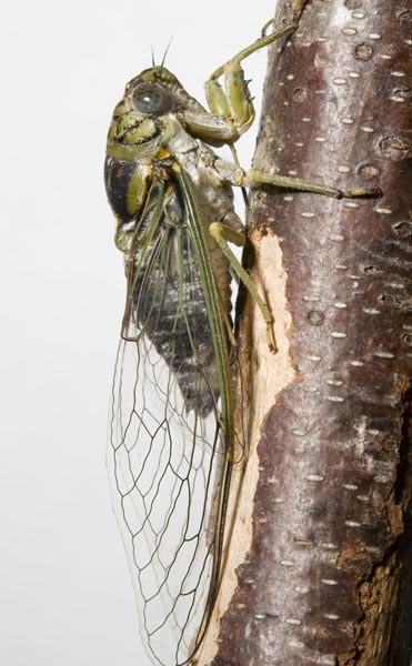 Diceroprocta vitripennis Diceroprocta vitripennis