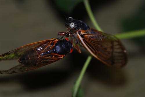blue eyed cicadas blue eyed cicadas