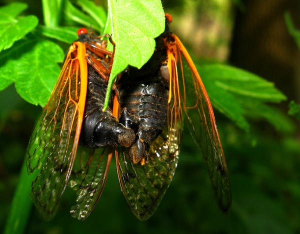 Mating Cicadas Mating Cicadas