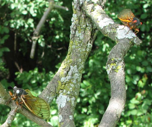 blue and red eyed cicadas blue and red eyed cicadas