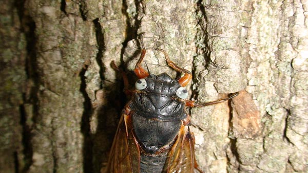 blue eyed cicada blue eyed cicada