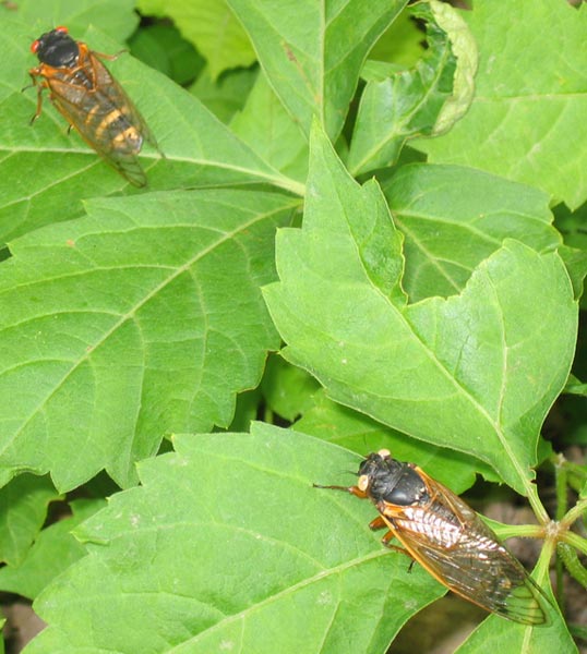 white and red eyed cicadas white and red eyed cicadas