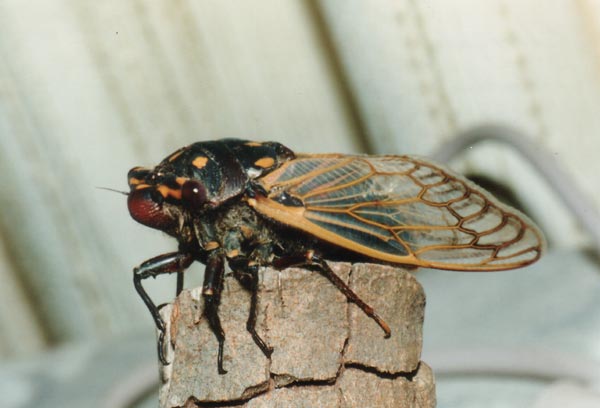 Cherry Nose cicada