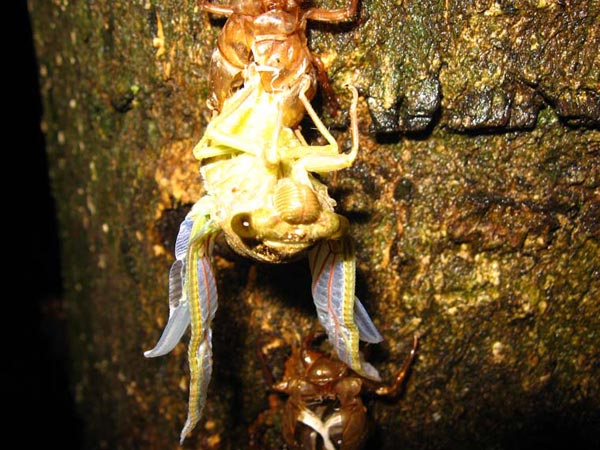 Costa Rican Cicada