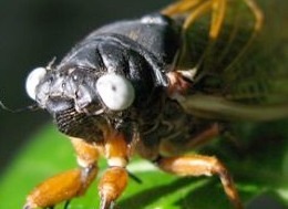 White Eyed Cicada