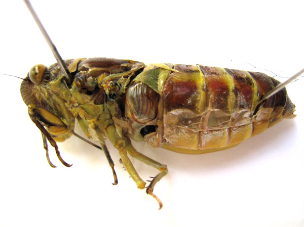the tymbals of the cicada of Genus Dundubia, from Bangkok, Thailand