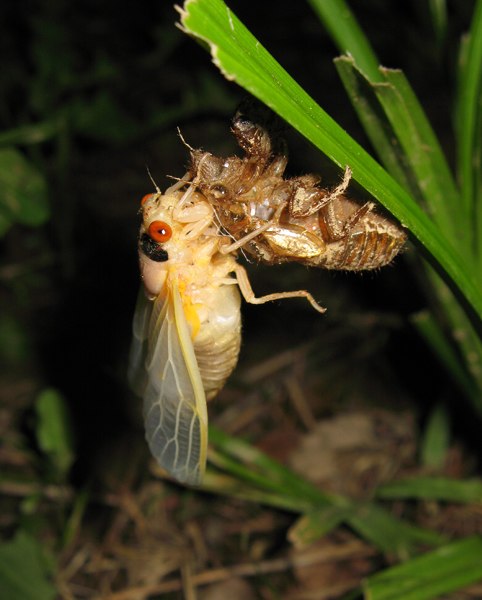 A cicada fresh out its shell.