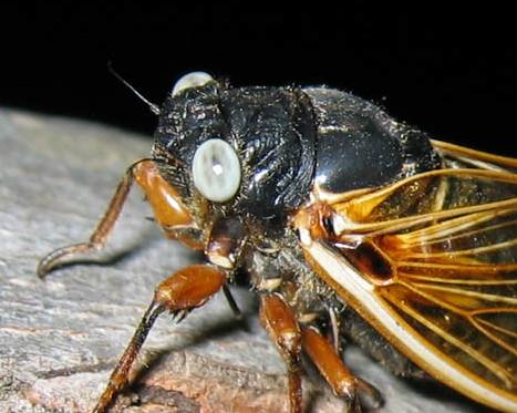 White eyed 17 year cicada