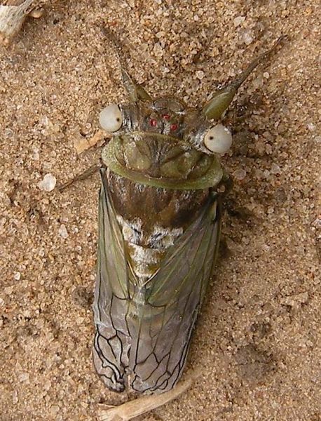 Mystery cicada