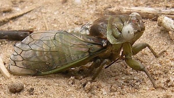 Mystery cicada