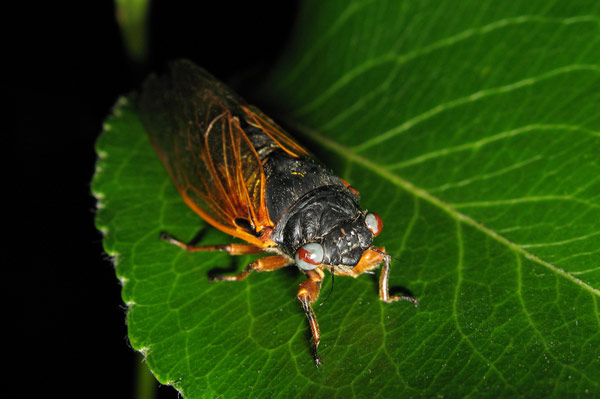 Red Gray Marble eyed cicada