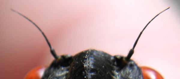 Insects use their antennae to