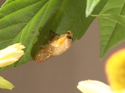 The cicada pushes out of the nymph skin.