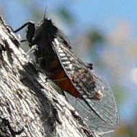 Pauropsalta mneme