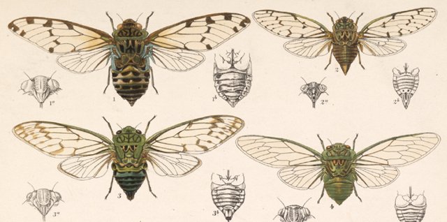 Insecta. Rhynchota. Hemiptera-Homoptera. Volume I (1881-1905) by W. L. Distant and W. W. Fowler