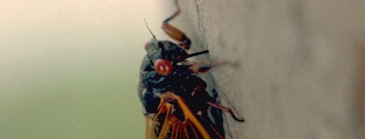 A feeding cicada