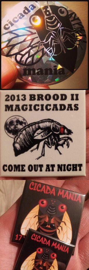 Cicada buttons and magnets