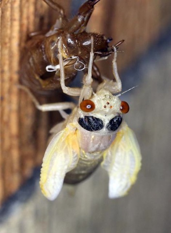2013 Finneytown Cicada