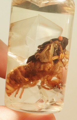 Cicada Nymph Diet
