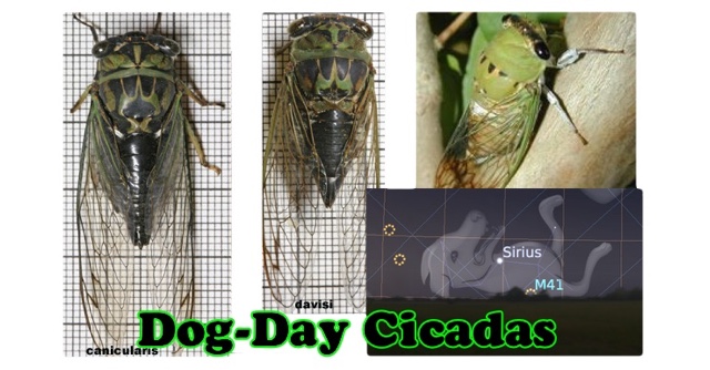 Dog Day cicadas