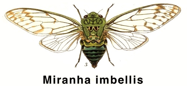Miranha imbellis (Walker, 1858)