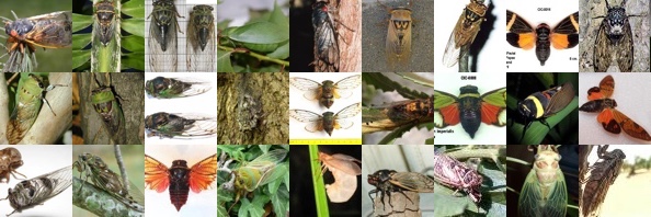 A variety of cicadas