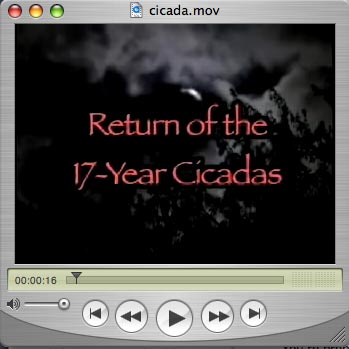 Return of the 17-Year Cicadas