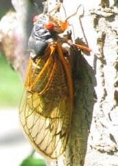 Magicicada.