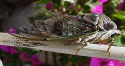 French cicada