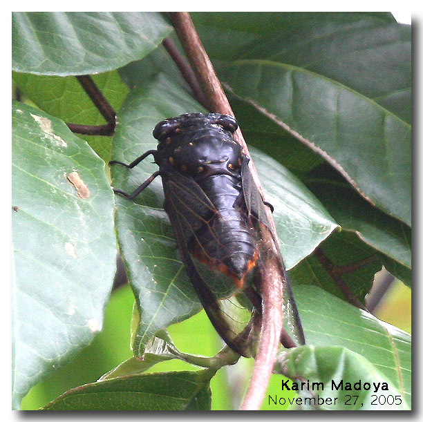 cicada