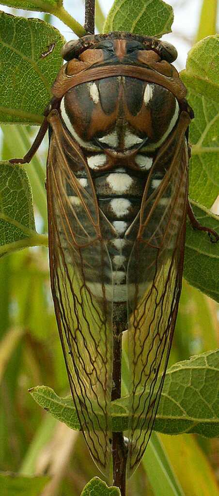 Bush Cicada Tibicen dorsatus (formerly T. dorsata)