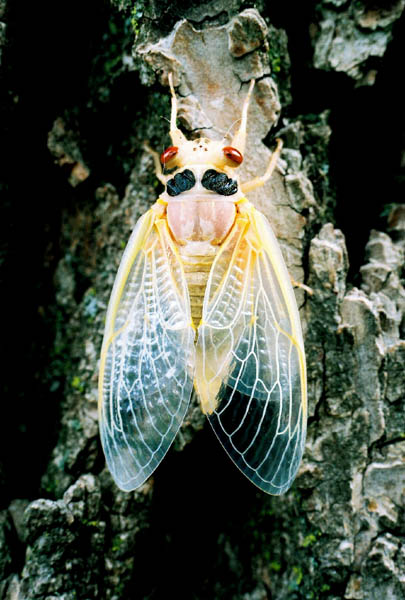 Cicada