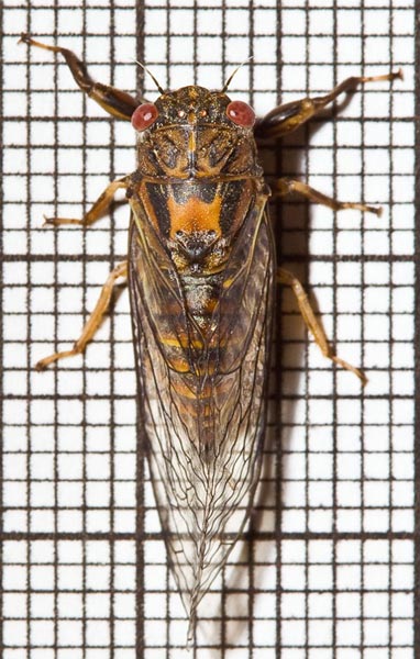 Cicadetta calliope