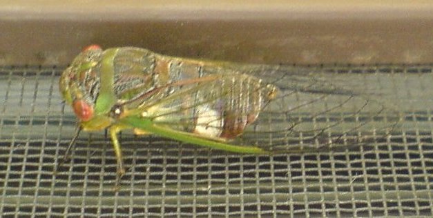 mystery cicada