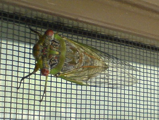 mystery cicada