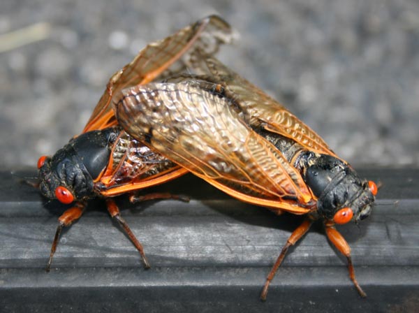 Cicada Mating