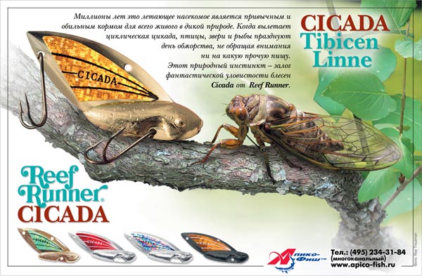 https://www.cicadamania.com/cicadas/wp-content/cicadaluretroutman.jpg