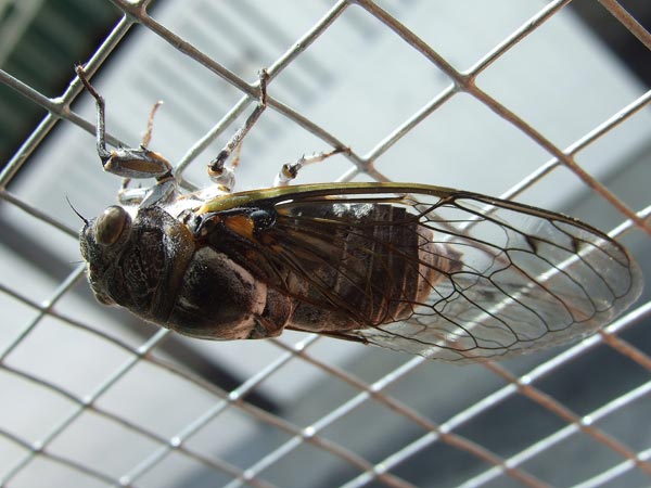 Cicada