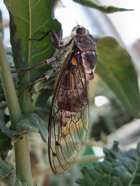 Cicada